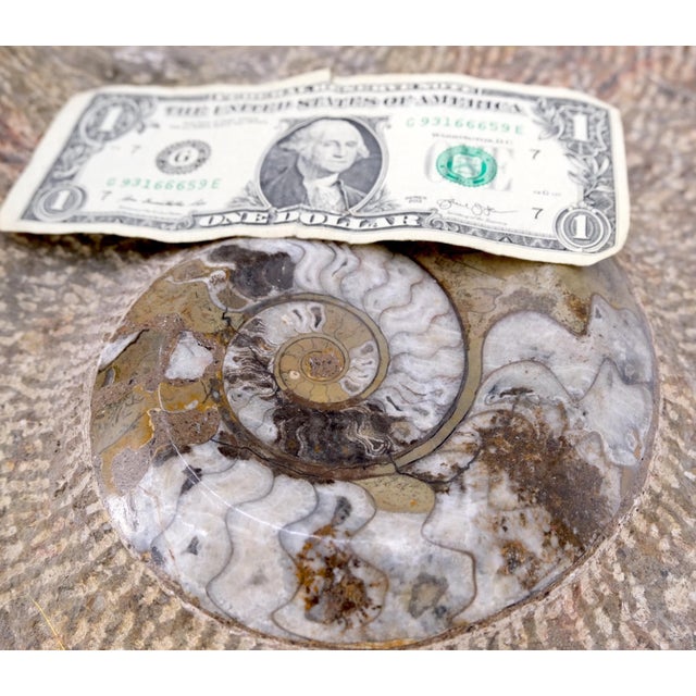 Large Fossil Cluster Authentic Ammonite Plaque Sculpture For Sale - Image 12 of 12