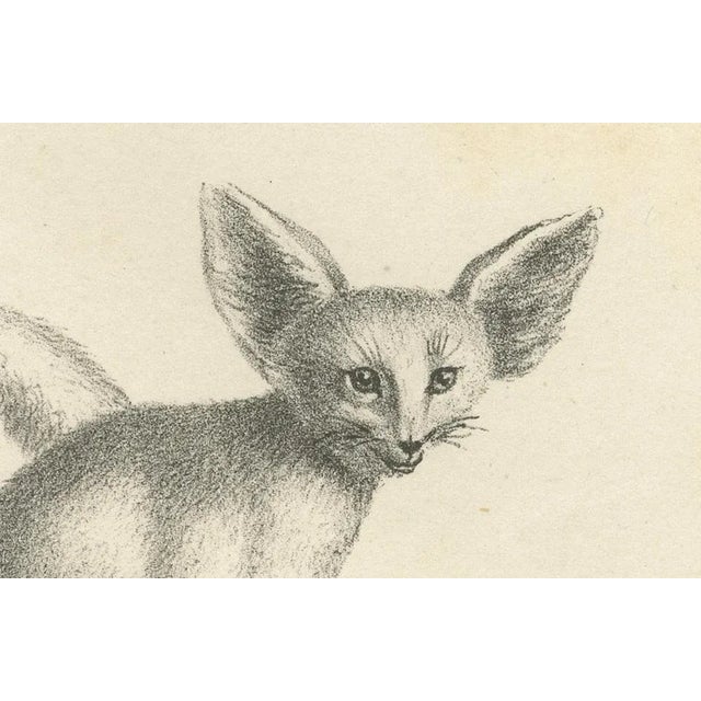 Foxes and Fennec Fox and Senegal Jackal in the Wild, 1836, Lithograph For Sale - Image 6 of 10