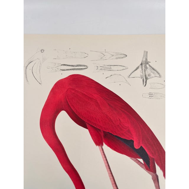 Pink 1964 Audubon Folio Lithograph Great Bird Paintings – “American Flamingo” 17x14 For Sale - Image 8 of 8