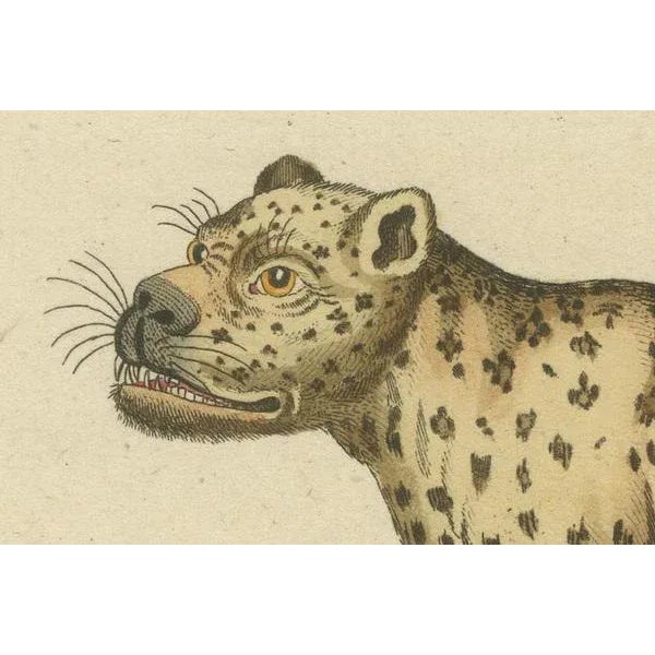 Amphibians, Reptiles and Mammals, 1793, Paper For Sale - Image 6 of 7