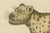 Amphibians, Reptiles and Mammals, 1793, Paper For Sale - Image 6 of 7