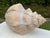 Vintage Oversized Hand-Painted Oversized Conch Shell Sculpture For Sale In Naples, FL - Image 6 of 12
