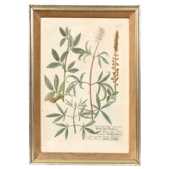 Set of Eight Framed Botanicals by J. Wilhelm Weinmann For Sale - Image 17 of 17