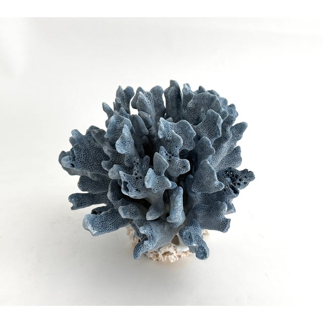 Mid 20th Century Natural Blue Coral Specimen For Sale - Image 5 of 8