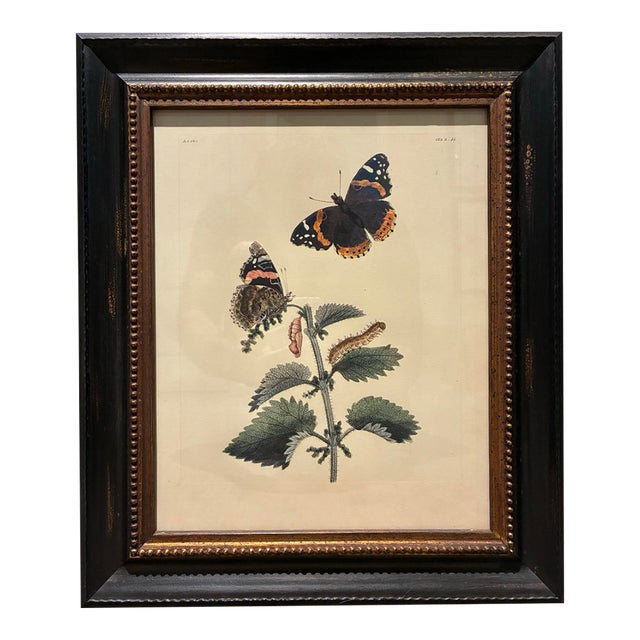 Vintage Red Admiral Butterfly & Botanical Print in Black and Gold Wood Frame For Sale