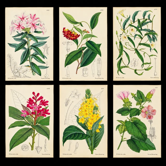 An exceptional 19th-century botanical lithograph attributed to celebrated botanical artist Walter Hood Fitch, produced for...