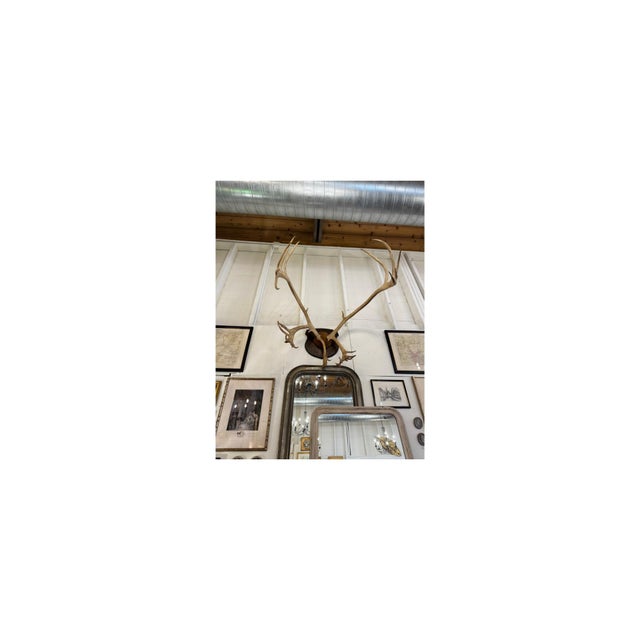 American Vintage Massive Arctic Caribou Mount For Sale - Image 3 of 4