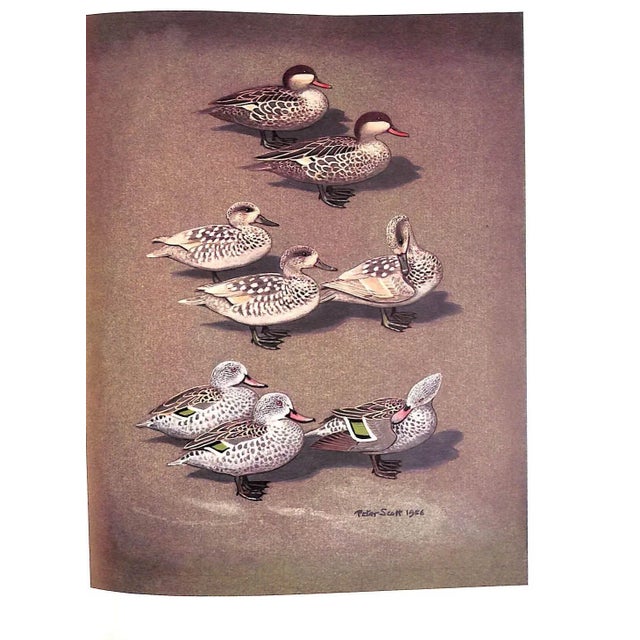 "The Waterfowl of the World: Volumes One & Two" 1956 Delacour, Jean For Sale In New York - Image 6 of 17