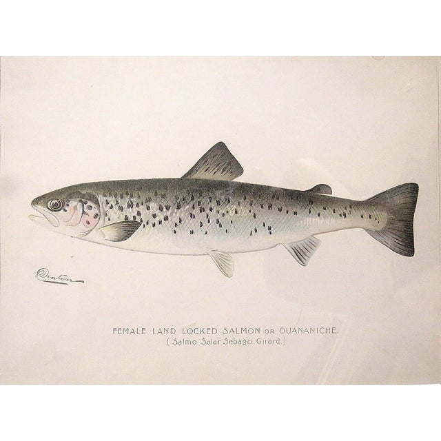 Mid-Century Modern Set of 3 Original Antique Denton Framed Fish Prints C. 1900 For Sale - Image 3 of 6