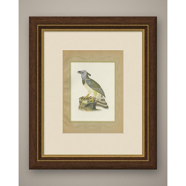Harpy eagle print after Descourtilz from the 1944 Ornitologia Brasileira: Estampa 2, a colour offset print of Brazilian...