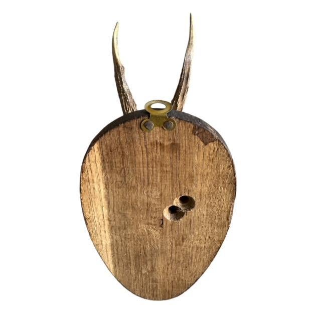 1900 - 1909 Early 1900s Roe Deer Trophy Rd81 Black Forest Antlers For Sale - Image 5 of 5