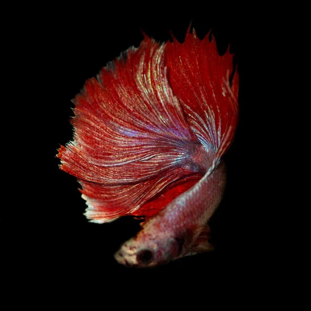 "Betta 57" Contemporary Fish Still Life Photograph by Michael Filonow For Sale