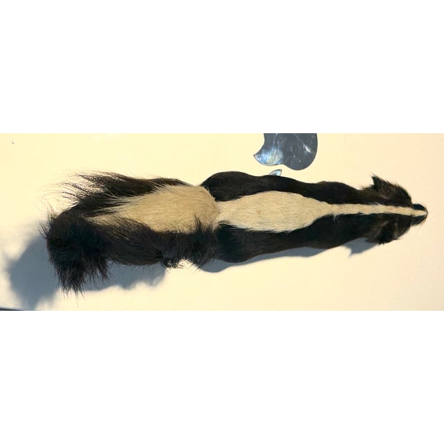 1920s 9 Inch Skunk, Hand Crafted , Fur, Figurine Vintage For Sale - Image 5 of 8