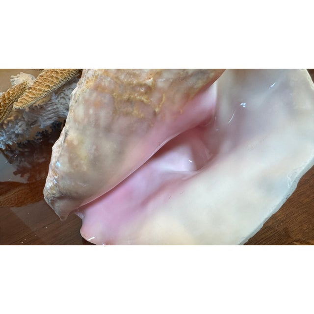 Large Conch Shell 7" X 8"" Nautical Decor Sea Shell Ocean Beach Pink White. For Sale - Image 14 of 16