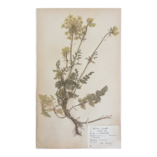 Vintage Swedish Herbarium - Queen Anne's Lace/Wild Carrot, Circa 1944 For Sale