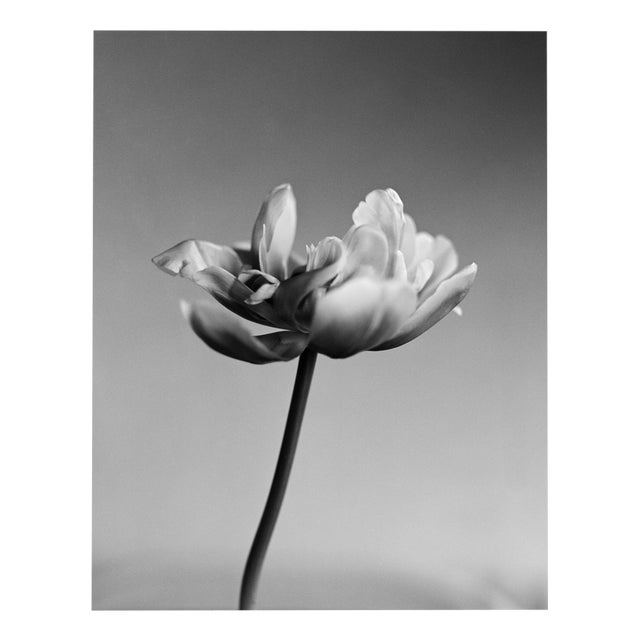 Tulip - Analogue Black and White Floral Photography, Limited Edition of 10 2024 For Sale