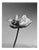 Tulip - Analogue Black and White Floral Photography, Limited Edition of 10 2024 For Sale