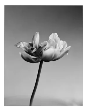 Tulip - Analogue Black and White Floral Photography, Limited Edition of 10 2024