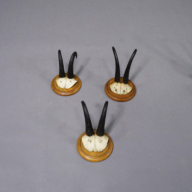 Set of Six Chamois Trophies on Turned Plaques Germany Ca. 1920s For Sale - Image 4 of 7