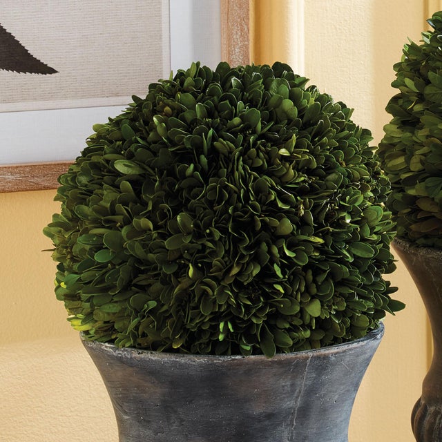 Real English boxwoods, preserved and painstakingly assembled by our masterful artists. Artfully arranged and preserved to...