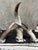 Brown 1970s Steer Horn Bench Cowhide Seat Nailhead Western Ranch Longhorn Speckled 48in For Sale - Image 8 of 12