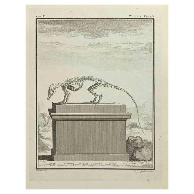 Carl Guttenberg, Skeleton, Etching, 1771 For Sale
