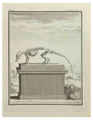 Carl Guttenberg, Skeleton, Etching, 1771