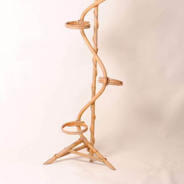 Handmade Plant Stand in Varnished Natural Bamboo and Rattan, 1950s, in Good conditions. Designed 1950 to 1959