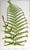 Illustration Antique Botanical Lithograph of a Fern Print by Edward J. Lowe London c.1867. For Sale - Image 3 of 5