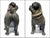 Austrian Standing Pug Dog Composition Lifesize Sculpture For Sale - Image 4 of 7