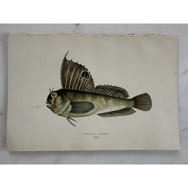 Pair of 19th Century Fish Prints From the Fishes of the British Islands by Jonathan Couch f.l.s. For Sale - Image 4 of 5