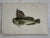 Pair of 19th Century Fish Prints From the Fishes of the British Islands by Jonathan Couch f.l.s. For Sale - Image 4 of 5