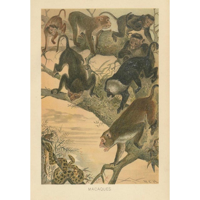 Gold After Wilhelm Kuhnert, Macaques, 1894, Paper For Sale - Image 8 of 9