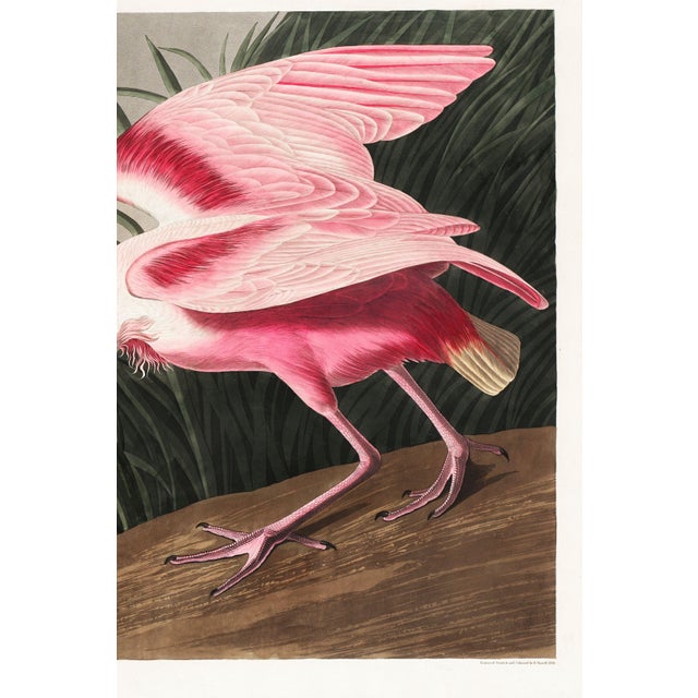 John James Audubon Roseate Spoonbill by John James Audubon, Vintage Art Print Reproduction, 36" × 24" For Sale - Image 4 of 5