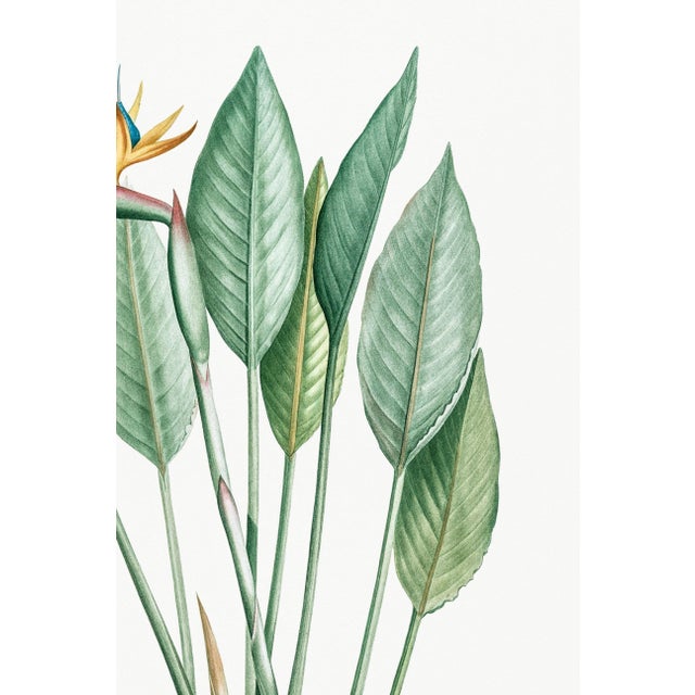 Bird of Paradise Illustration, Vintage Botanical Art Print Reproduction, 20" X 30" For Sale - Image 9 of 11