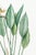 Bird of Paradise Illustration, Vintage Botanical Art Print Reproduction, 20" X 30" For Sale - Image 9 of 11