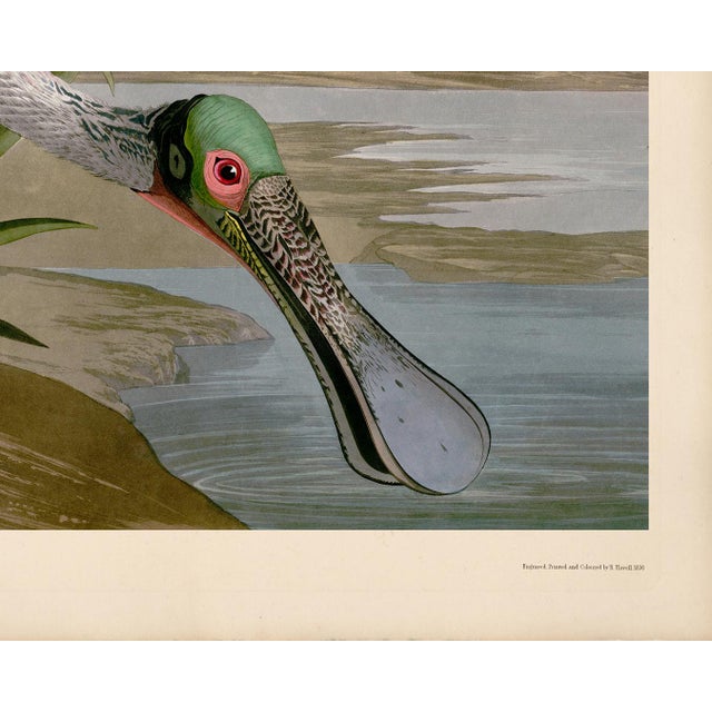 Giclee reproduction of John J. Audubon's Roseate Spoonbill remastered by CFA Editions. The Roseate Spoonbill bird is...