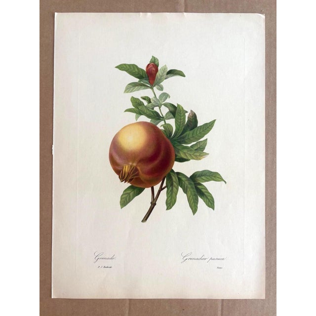 Up for sale is this gorgeous vintage print by PJ Redoute, one of several we are currently listing which were originally...