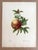 Up for sale is this gorgeous vintage print by PJ Redoute, one of several we are currently listing which were originally...