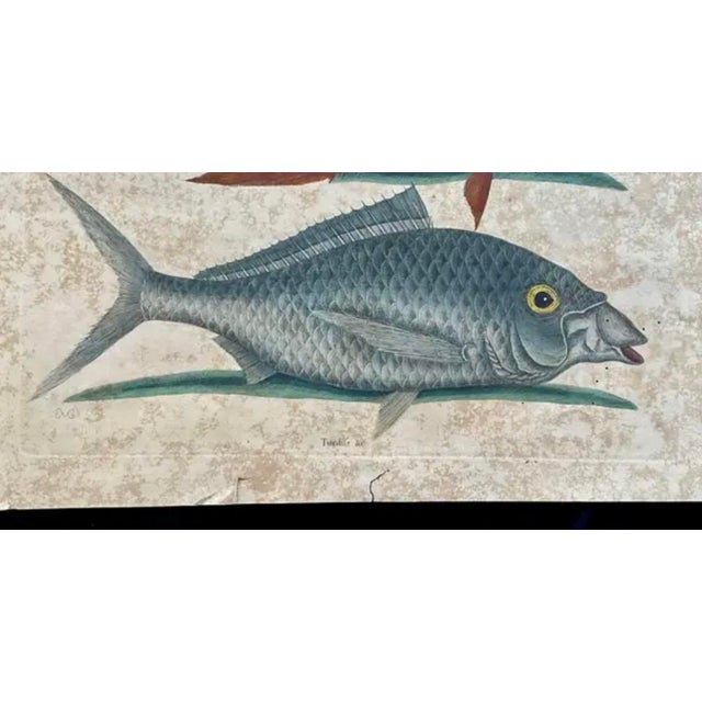 Mark Catesby (British, 1683-1749) Engraving of "The Hogfish and The Shad". Catesby was a highly celebrated naturalist and...