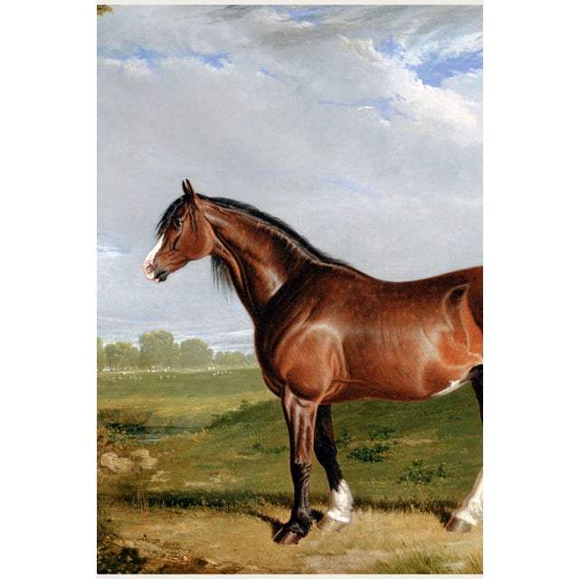 1820 Vintage Clydesdale Horse Art Print by John Frederick Herring - 54" X 36" For Sale In Buffalo - Image 6 of 8