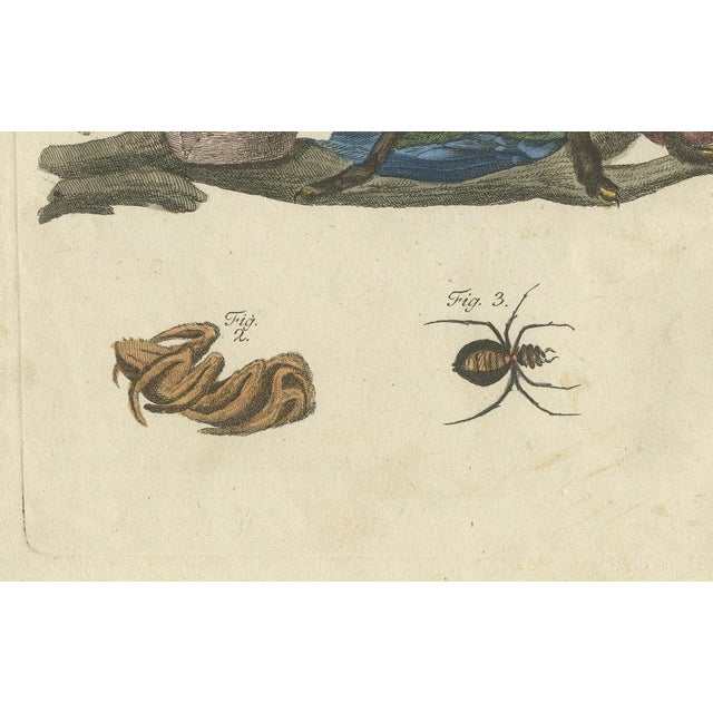 Bertuch, Tarantula, Spiders and Scorpions, 1790, Engraving For Sale - Image 4 of 10