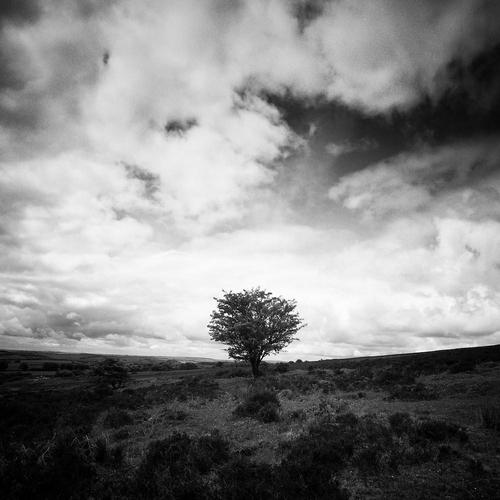 Paul Cooklin, Tree, Edition of 50 For Sale - Image 4 of 4