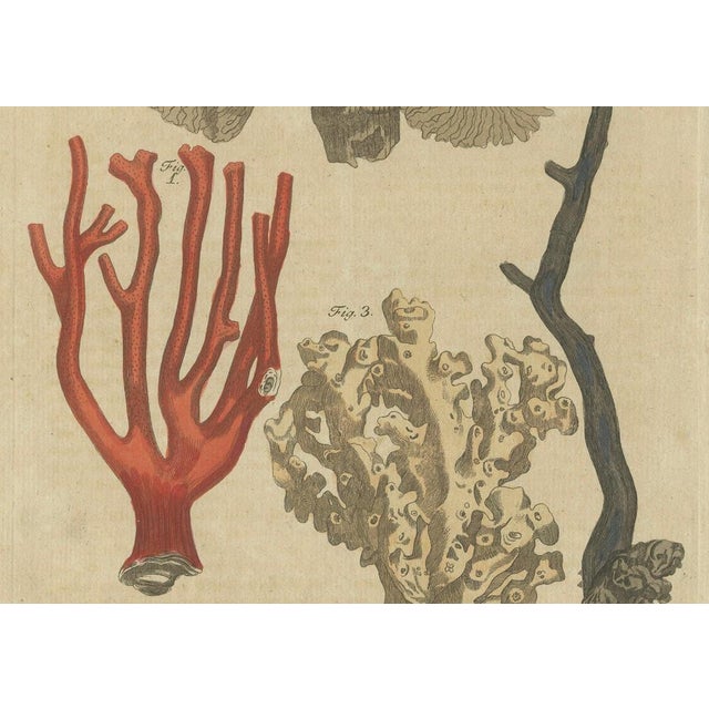 Bertuch, Four Corals, 1790, Engraving For Sale - Image 6 of 9