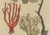 Bertuch, Four Corals, 1790, Engraving For Sale - Image 6 of 9