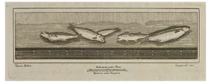 Francesco Cepparoli, Roman Fresco from Antiquities of Herculaneum, 1700s, Etching