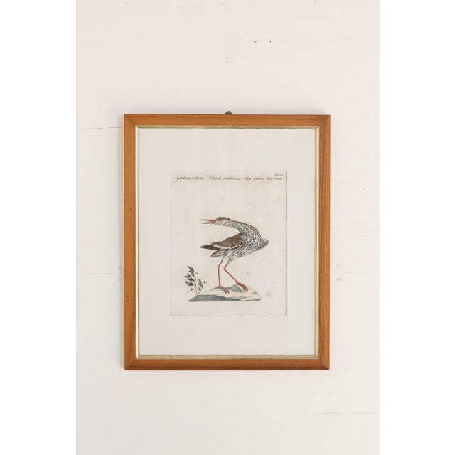 Sculpture Materials 18th Century Hand Colored Bird Engravings From Italy - Set of 9 For Sale - Image 7 of 12