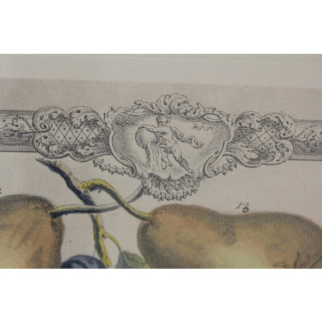 Colonial Williamsburg Dietz Press Botanical Print January Chairish