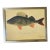 Vintage German Fish Chromolithograph Framed For Sale