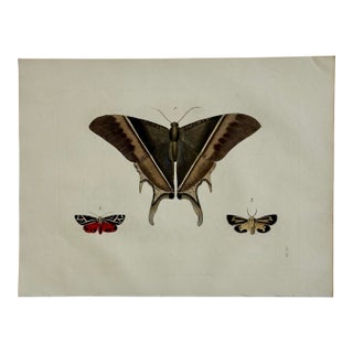 Hawk Moths Original Engraving by Dru Drury, 1837 For Sale